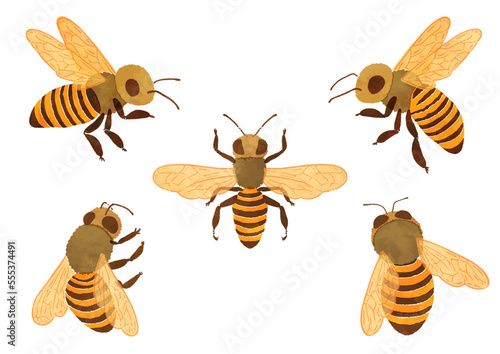 水彩タッチのミツバチのイラスト素材 photo