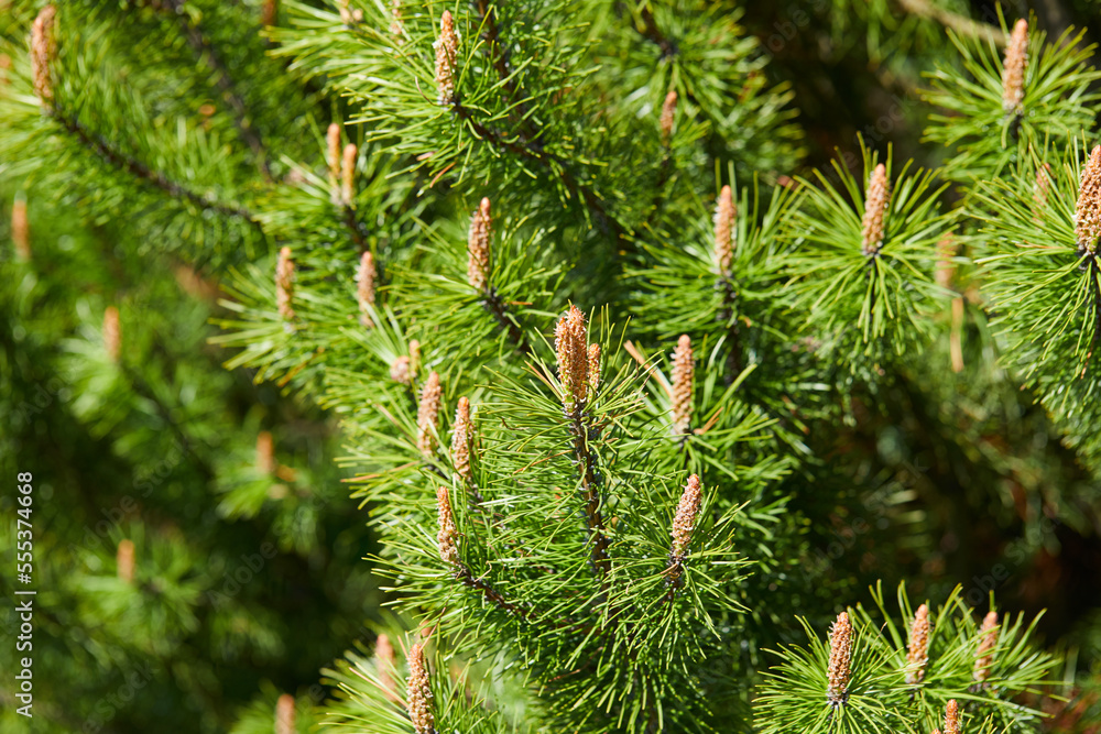 Closeup photo of green needle pine tree Closeup photo of green needle pine tree