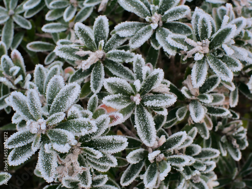 Fotografie Frozen leaves of Daphne transatlantica, for winter background.