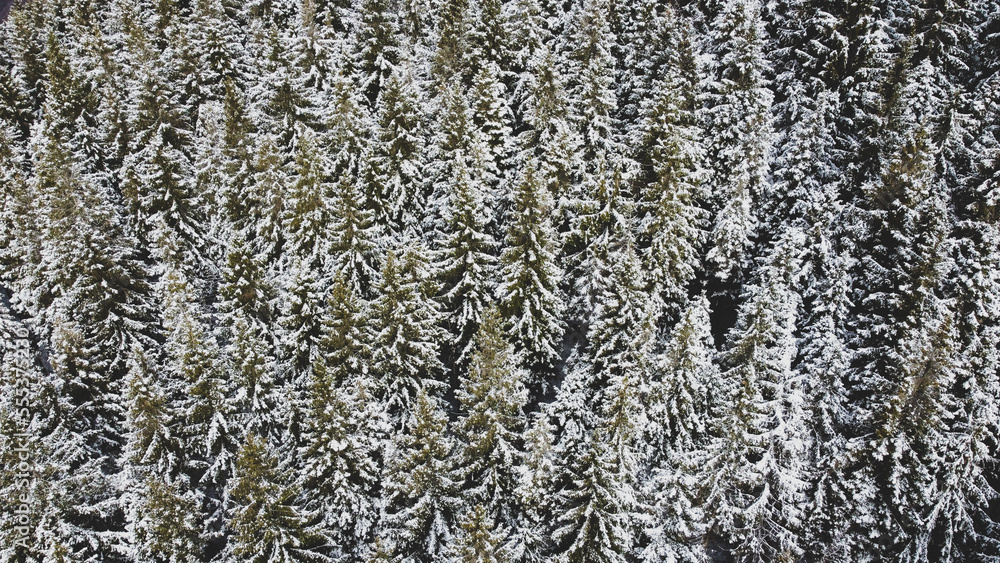 Aerial view of green coniferous forest covered with snow. Winter landscape with evergreen trees, view from above. Abstract natural background. Aerial view of green coniferous forest covered with snow. Winter landscape with evergreen trees, view from above. Abstract natural background.