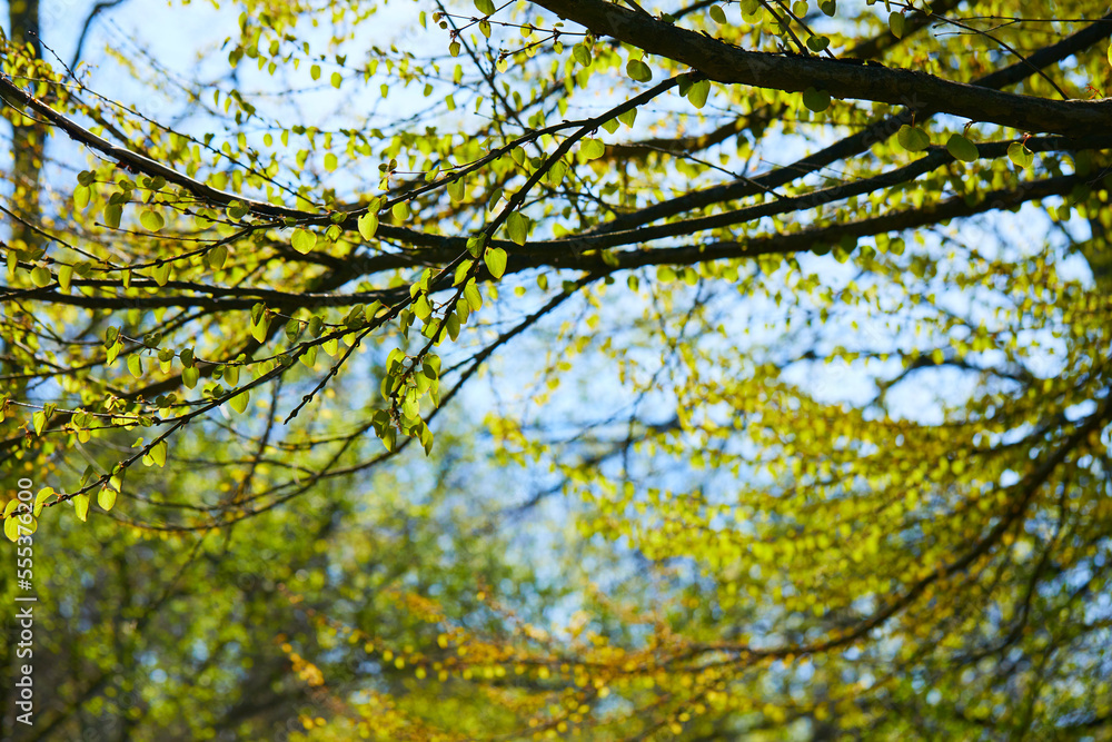 Fototapeta premium spring trees in the garden
