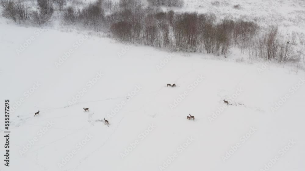 A herd of deer grazing in a large snowy field A herd of deer grazing in a large snowy field