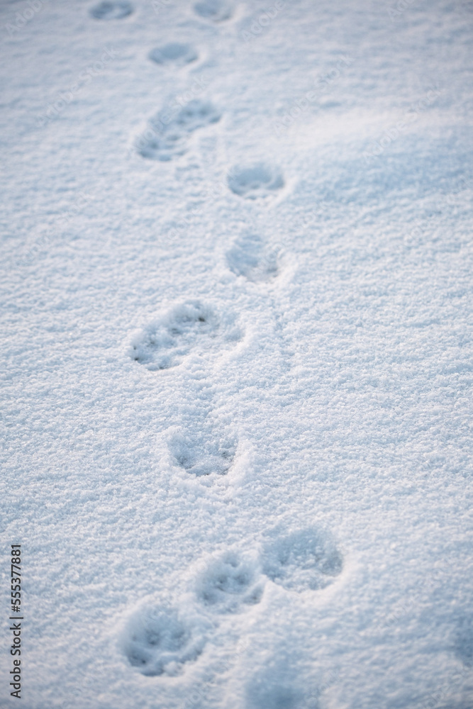 Traces of an animal on the snow background in a winter morning. Selective focus space for copy Traces of an animal on the snow background in a winter morning. Selective focus space for copy