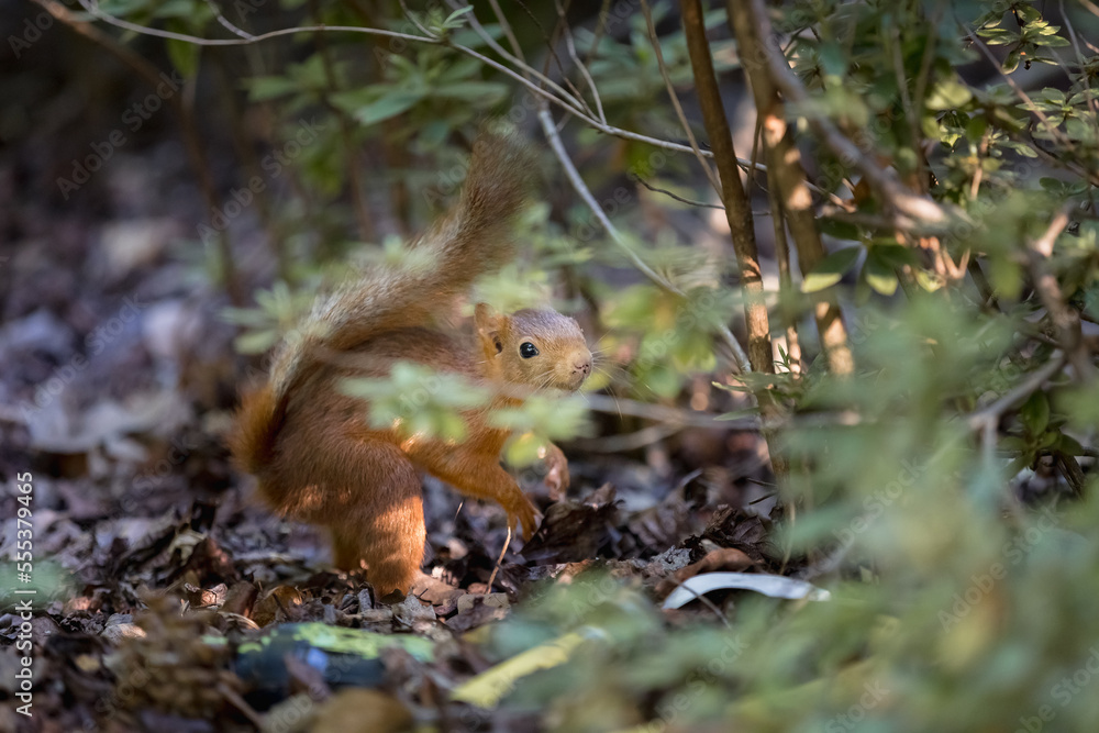 Fototapeta premium Squirrel looking for nuts