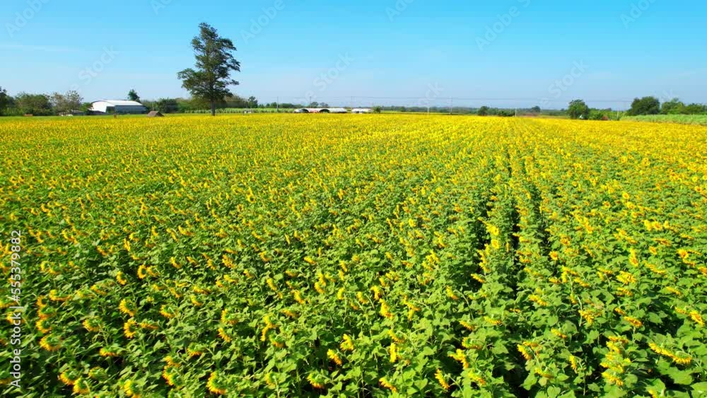 Aerial view over a large field of beautiful sunflowers. Tourist attractions that are popular with tourists. Cultivation and tourism concept. Thailand, Southeast Asia. tropical. natural background. 4K
Aerial view over a large field of beautiful sunflowers. Tourist attractions that are popular with tourists. Cultivation and tourism concept. Thailand, Southeast Asia. tropical. natural background. 4K