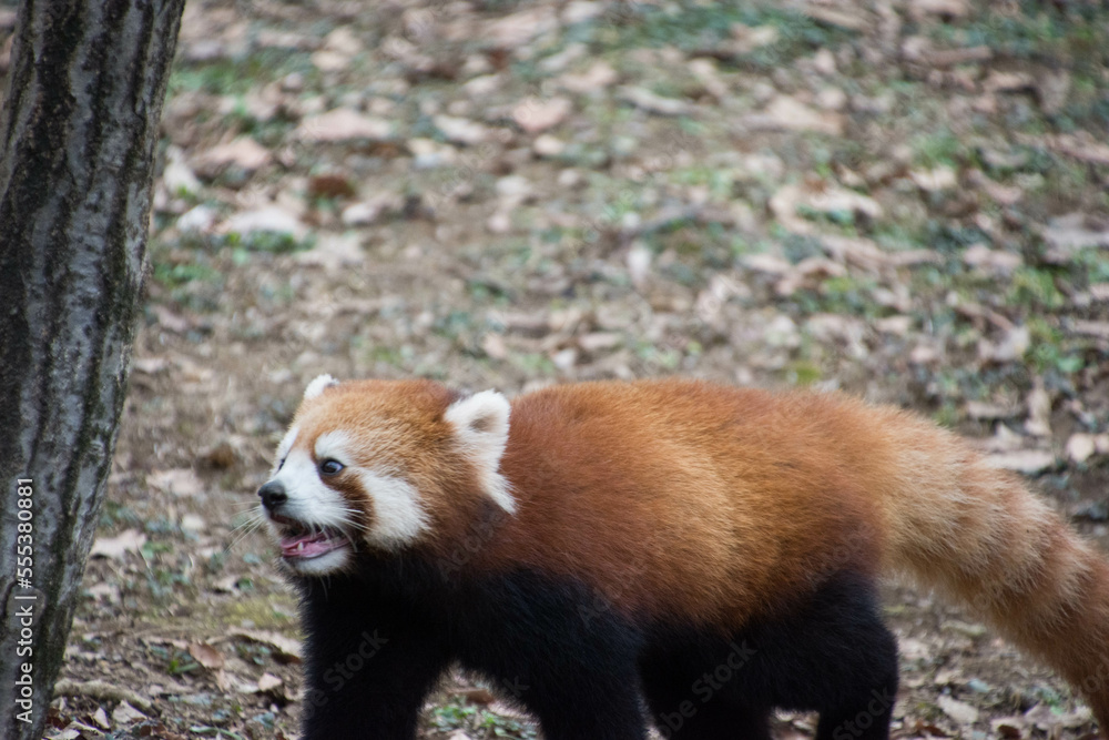 レッサーパンダ レッサーパンダ