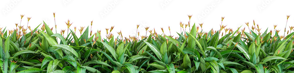 Fototapeta premium Tropical tree and flower isolated 