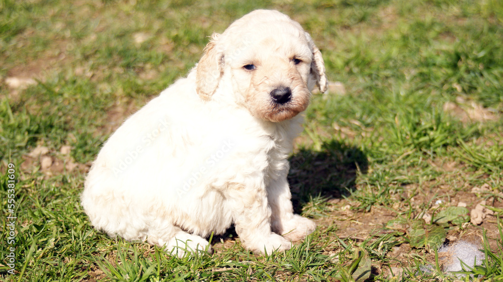 Cuccioli Cuccioli
