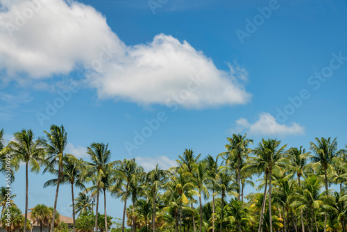 Fototapeta Naklejka Na Ścianę i Meble -  Coconut trees under the fluffy clouds in the blue sky in Miami, Florida