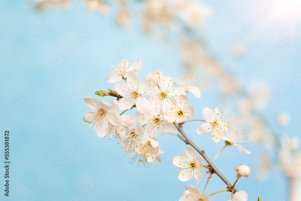 Cherry blossoms, beautiful white flowers in spring sunny day for background or copy space for text Cherry blossoms, beautiful white flowers in spring sunny day for background or copy space for text