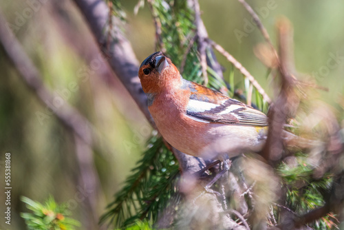 Common chaffinch, Fringilla coelebs, sits on a branch in spring on green background. Common chaffinch in wildlife.