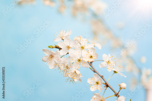 Cherry blossoms, beautiful white flowers in spring sunny day for background or copy space for text 