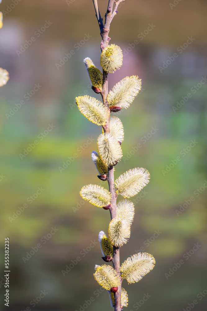 Nature awakes in spring. Blooming willow twigs and furry willow-catkins, so called seals or cats. Holly willow, Salix caprea, is a national symbol of Ukraine. Nature awakes in spring. Blooming willow twigs and furry willow-catkins, so called seals or cats. Holly willow, Salix caprea, is a national symbol of Ukraine.