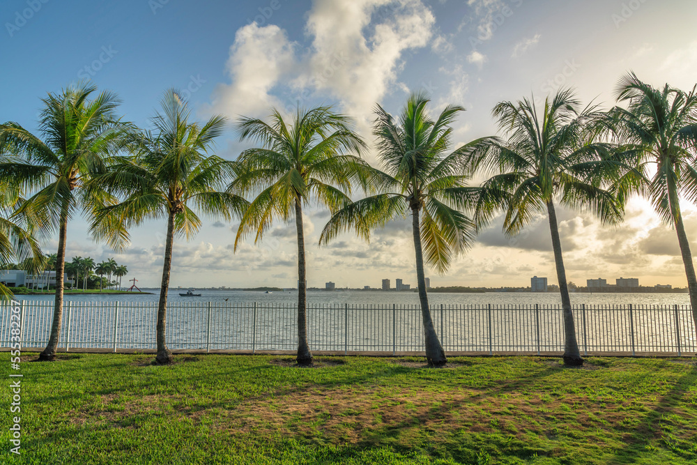 Row of coconut trees near the fence barrier against the oceanfront at Miami bay in Florida Row of coconut trees near the fence barrier against the oceanfront at Miami bay in Florida