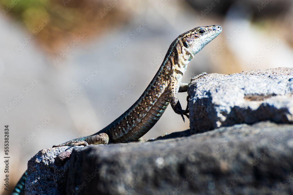 Fototapeta premium Madeira lizard or Madeira wall lizard, Teira dugesii, Madeira, Portugal, Europe.