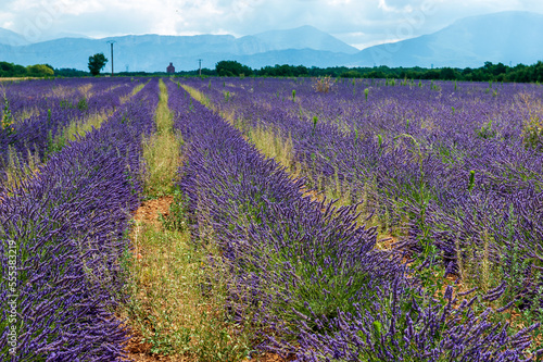 Overview of a lavender field in southern france.