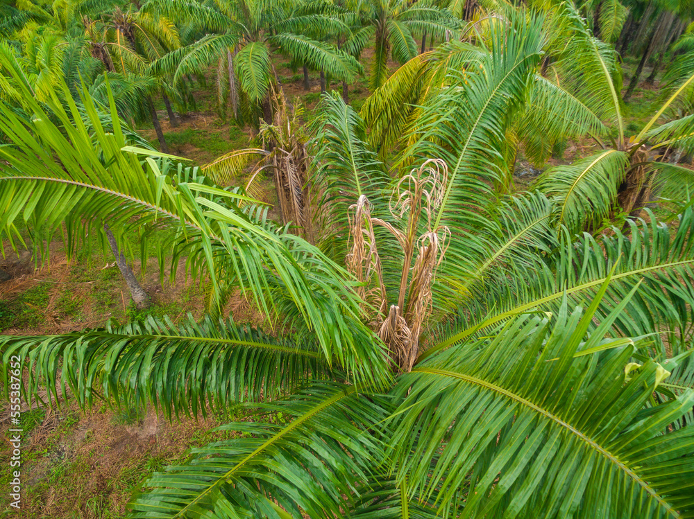 Aerial view of an African Palm tree with bud rot disease Aerial view of an African Palm tree with bud rot disease