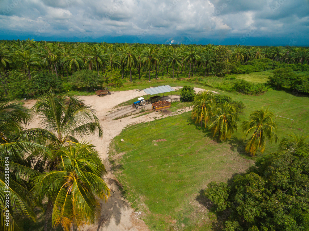 Aerial shot of truck harvesting african palm seeds in South American plantation
