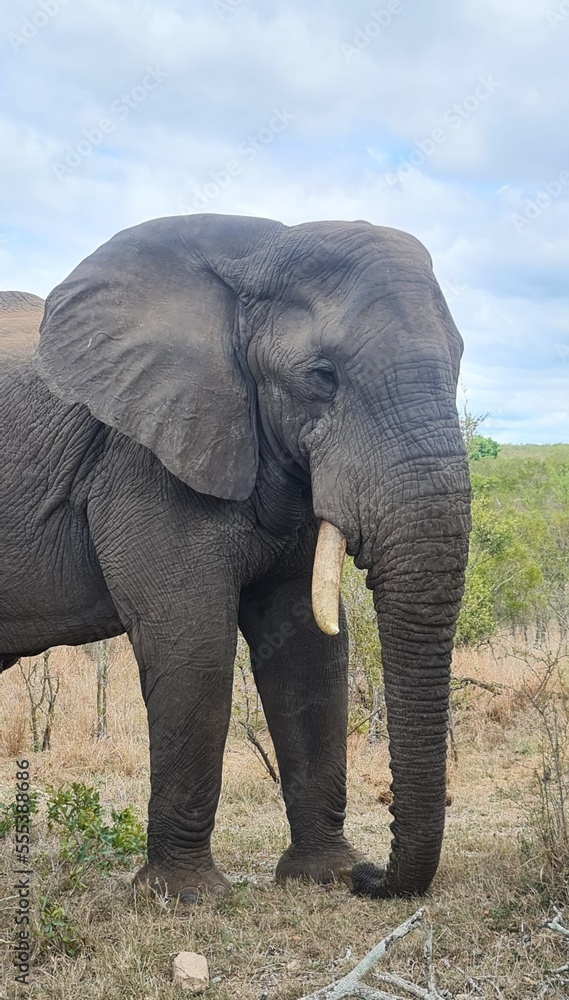 Fototapeta premium African Elephant