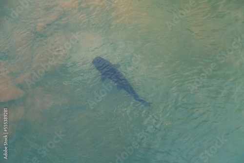 catfish swimming in the river in clear water