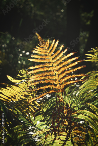 Yellow green fern leaf at autumn time with autumn light. Fern leaf in foreground