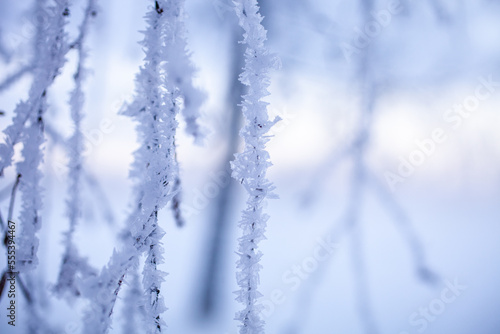 Frozen branch in winter wonderland
