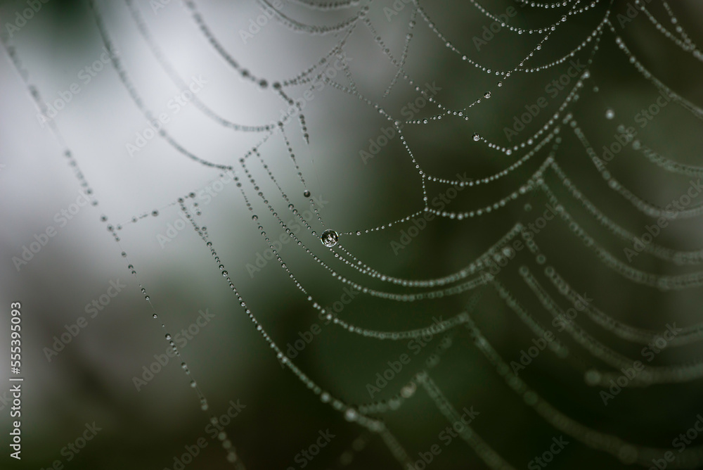 Fototapeta premium Closeup of spider web with dew drops in the morning. Finland