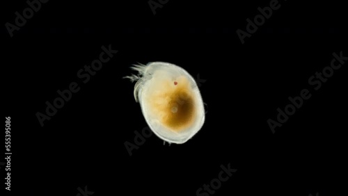 Ostracoda under a microscope, Philomedidae family, Myodocopida Order. Possibly species Philomedes brenda. Sample found in White sea. photo