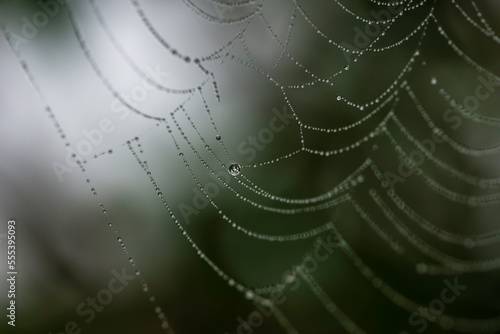 Closeup of spider web with dew drops in the morning. Finland