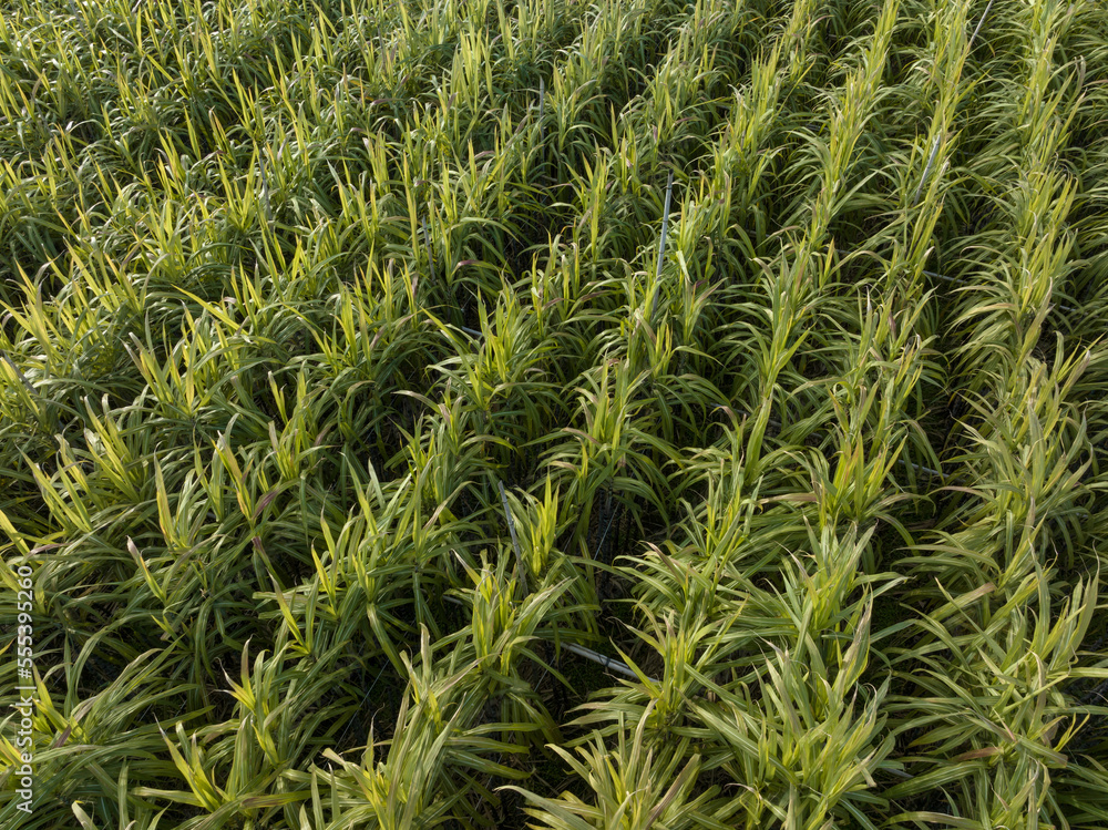 Aerial view of sugarcane plants growing at field Aerial view of sugarcane plants growing at field