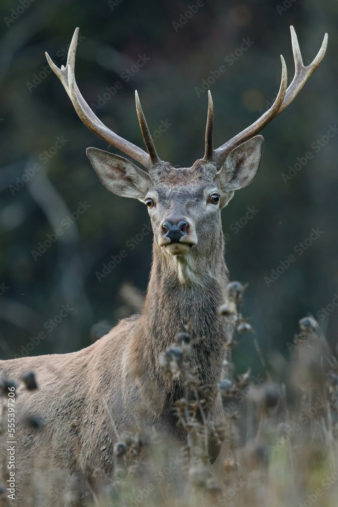 Fototapeta premium Portrait of young red deer with antlers standing in autumn woodland. Red deer, Cervus elaphus, wildlife, Slovakia.