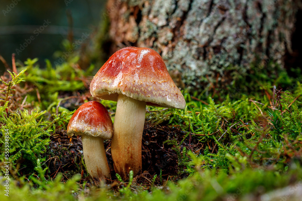 Hypholoma lateritium, sometimes called brick cap, chestnut mushroom, cinnamon cap, brick top, red woodlover or kuritake. This sideview of two mushrooms right at a dead tree stump in wet green moss. Hypholoma lateritium, sometimes called brick cap, chestnut mushroom, cinnamon cap, brick top, red woodlover or kuritake. This sideview of two mushrooms right at a dead tree stump in wet green moss.