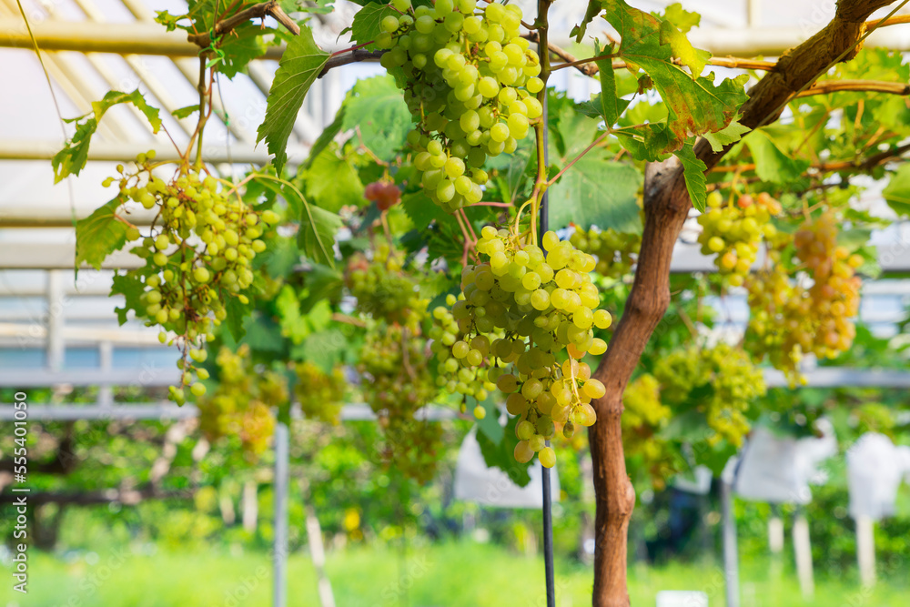Fototapeta premium Tasty green grape bunches hanging on branch. white Grapes With Selective Focus on the subject