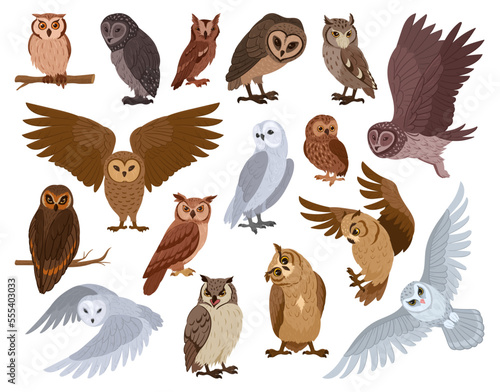 Cartoon owl birds. Woods wildlife birds, brown and snowy owls, forest wild predator birds species flat vector illustration set. Feathered owls collection