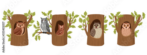 Cartoon owls in tree hollows. Wild forest owl birds sitting in woods house, wildlife birds oak nests flat vector illustration set. Owls hollows collection