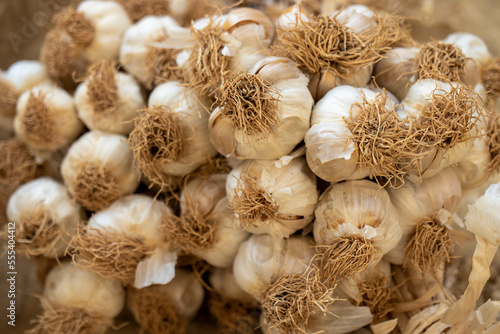 Heads of garlic, close-up. macrophoto.