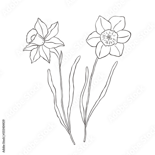Line Art Daffodil. Birth Month Flower. Vector Logo.