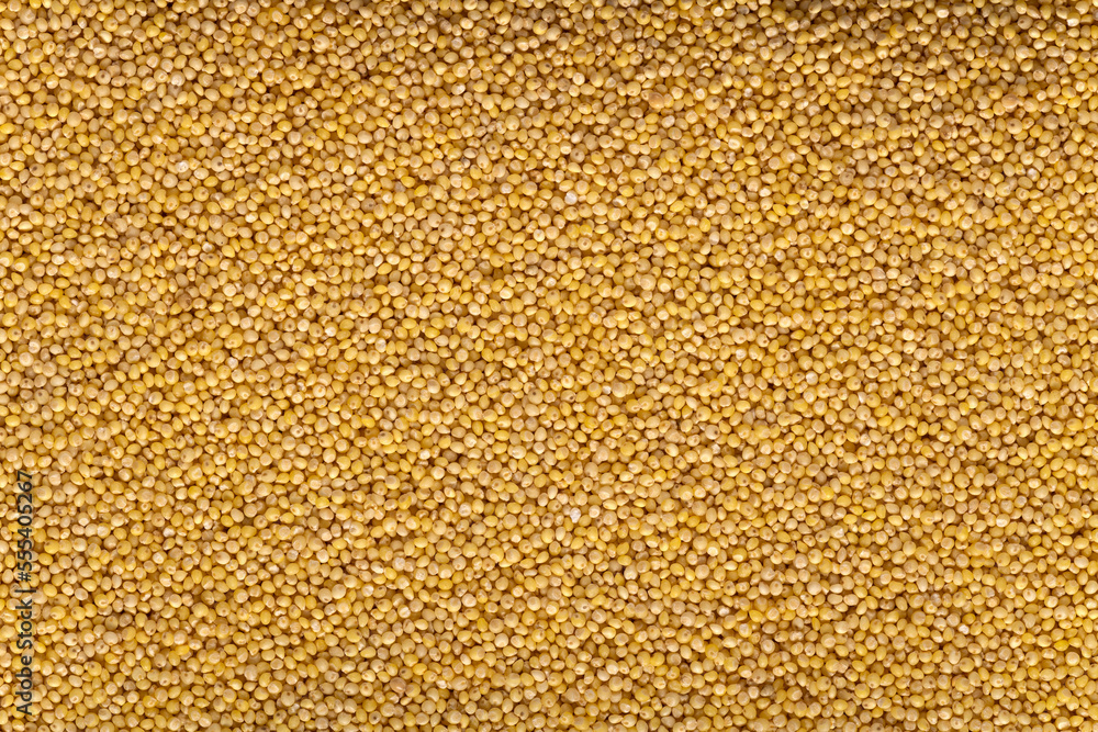 Background of raw millet seeds close up. Millet seeds texture. Background of raw millet seeds close up. Millet seeds texture.