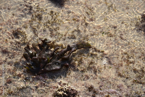 brown seaweed, found when the sea is receding, is in a pool of shallow and clear sea water, white sand becomes the bottom