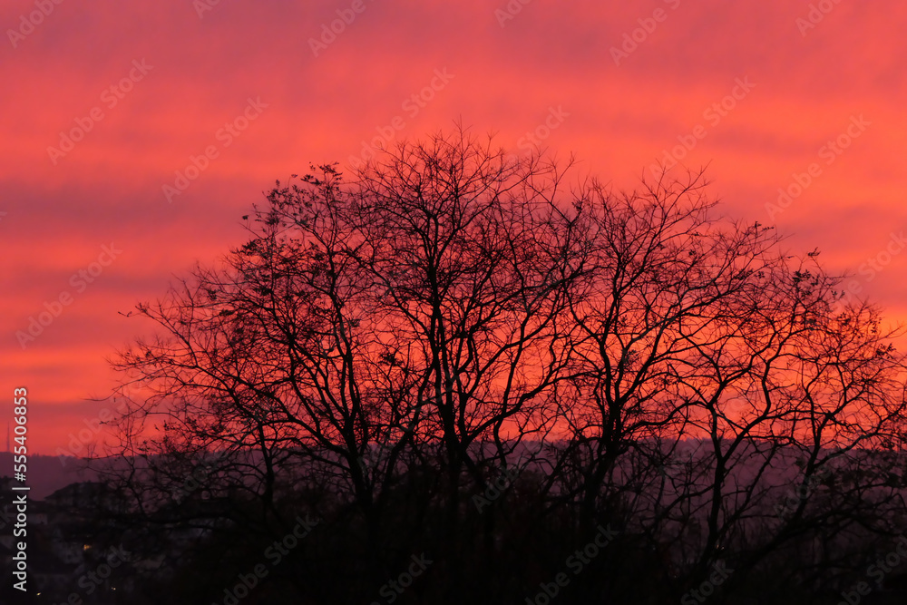 Fototapeta premium Die Silhouette eines Baums ohne Laub im Herbst in der dunkelroten Abenddämmerung