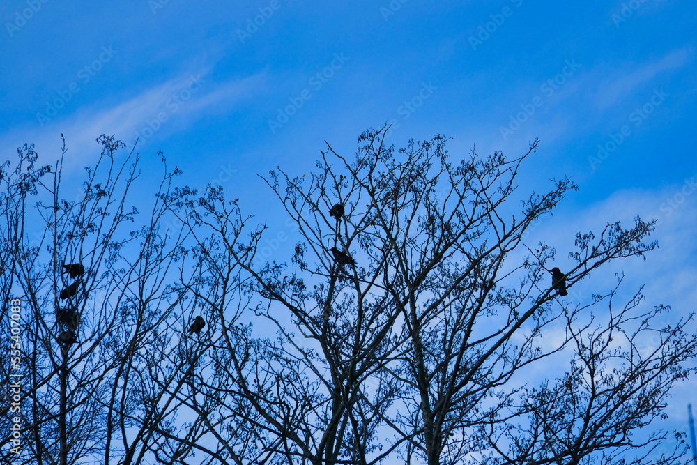 Krähen in einem Baum am frühen Morgen