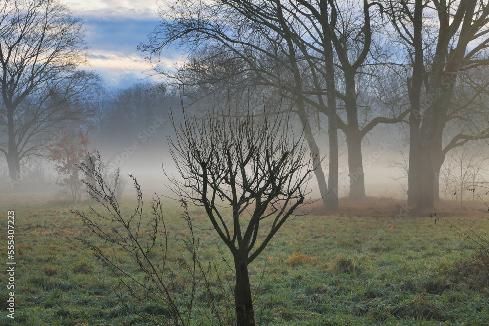 Eine Naturlandschaft am frühen Morgen mit Nebel über dem Boden Eine Naturlandschaft am frühen Morgen mit Nebel über dem Boden