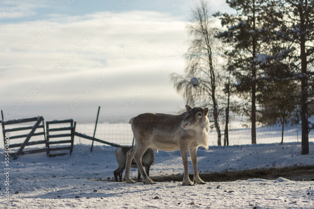 Reindeer in Finnish Lapland Reindeer in Finnish Lapland