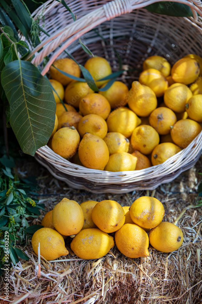 Ripe lemons in a wicker basket. Wicker basket with lemons in the garden.