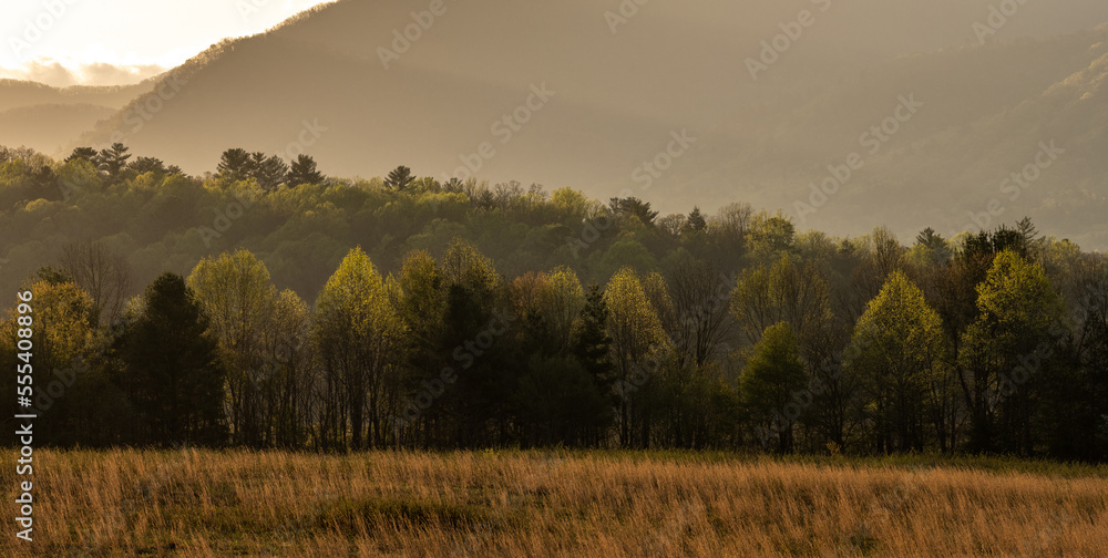 Obraz premium Trees Leaf in During Early Summer