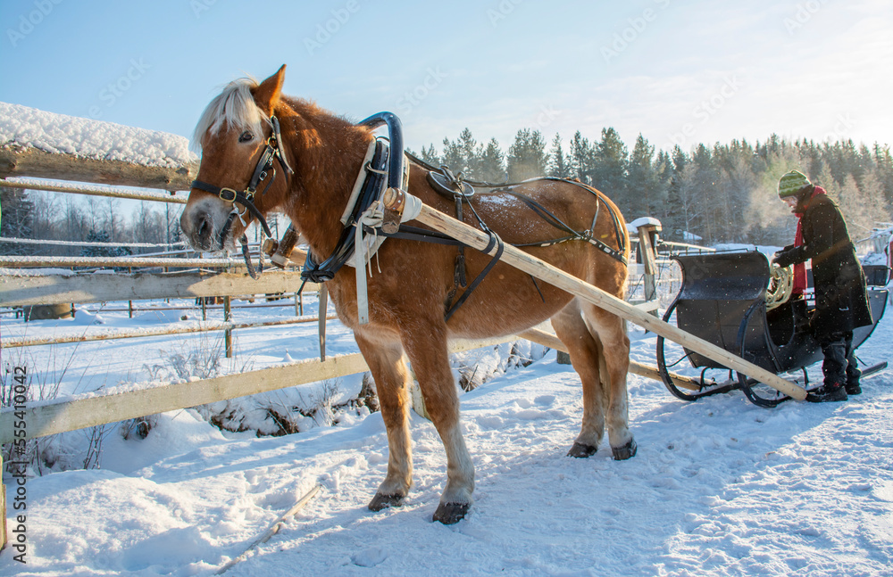 Woman with horse and sleigh in winter