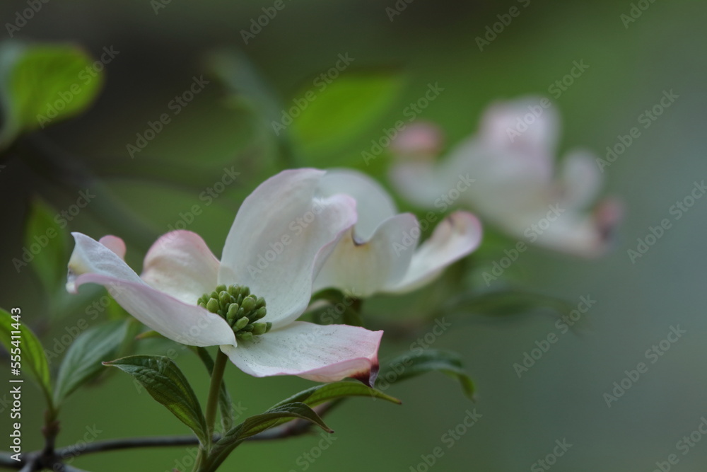 Obraz premium アメリカからの贈物