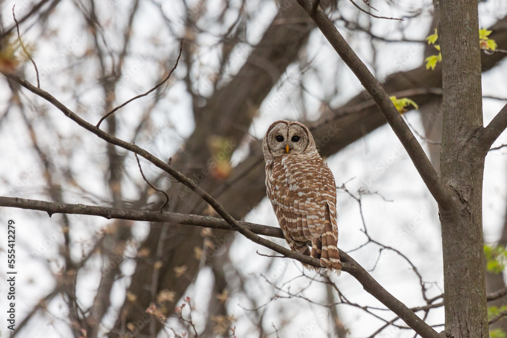 Obraz premium Barred Owl Looks Backwards in Forest