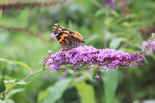 Butterfly over a purple flower.