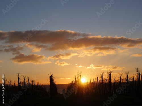sunset at a vineyard in autumn